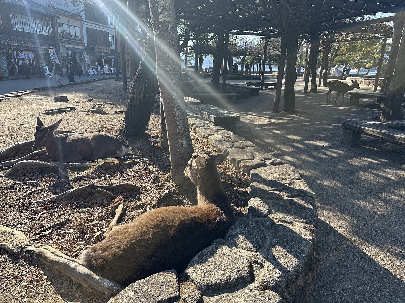 宮島の鹿